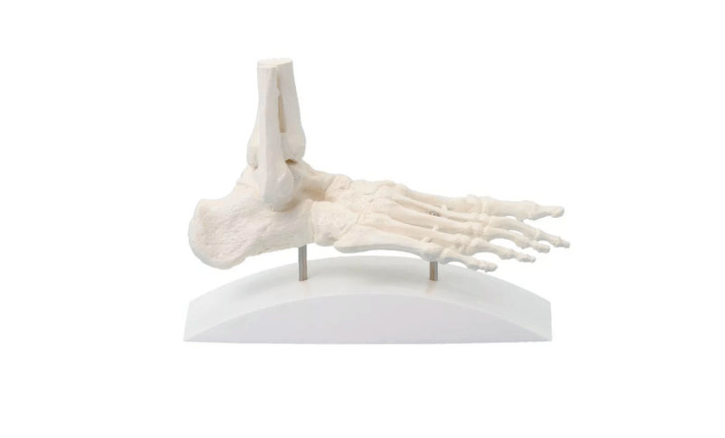 Fußskelett mit Stativ – preisgünstiges Komplettmodell zur Darstellung aller Fußknochen - Erler - Zimmer